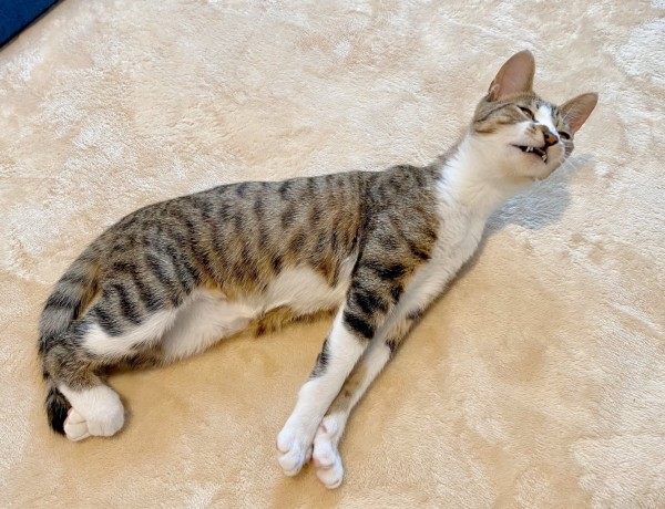 猫咪头往后仰四肢伸直怎么回事？