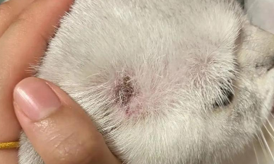 猫藓多久能治好 猫藓多久能治好