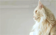 猫咪后腿走路没劲是关节炎吗