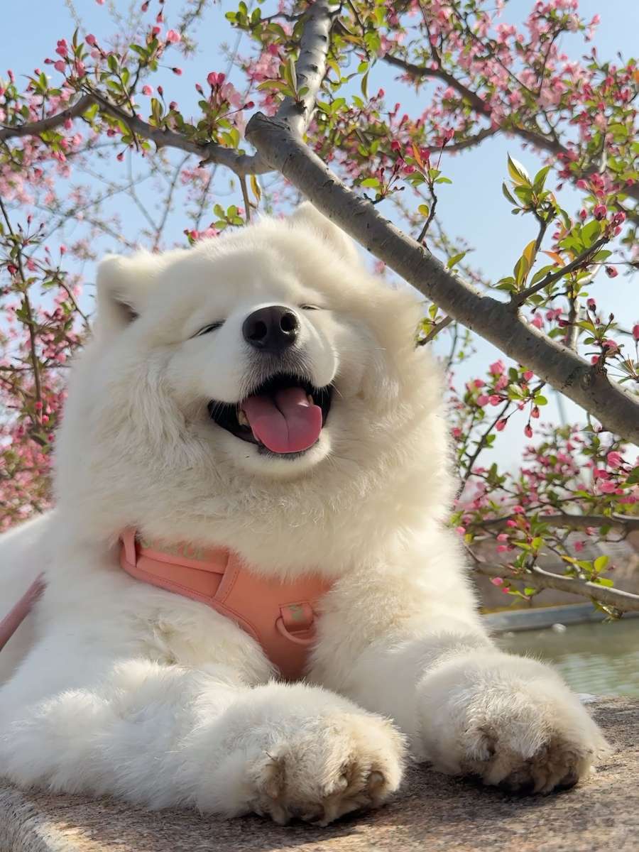 狗狗呕吐黄色液体不吃饭是什么原因
