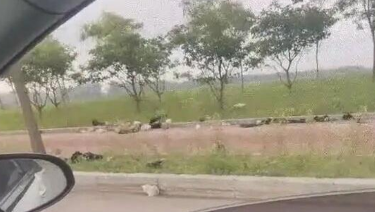 百只猫崽被弃路边，该给宠物繁育“立规矩”了