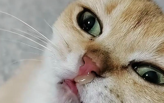 猫咪频繁流鼻涕是什么原因