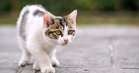 猫咪为什么喜欢眯眼畏光？是眼部不舒服吗？