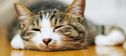猫咪为什么睡觉总发抖？是身体不舒服吗