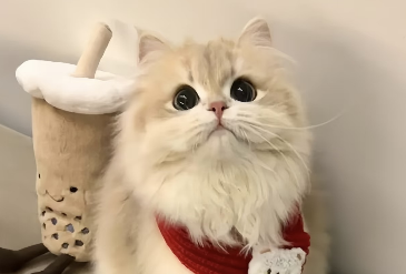 猫咪软便腹泻居家肠胃如何养护？