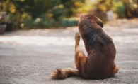 狗狗老是喜欢抓挠身上怎么办?