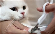 给猫剪指甲激烈反抗该怎么引导?