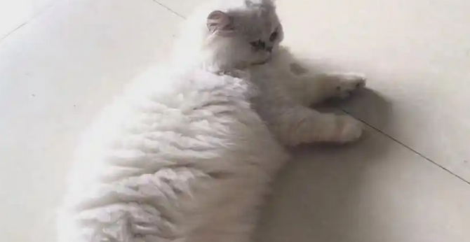 猫咪肚子有硬块怎么回事