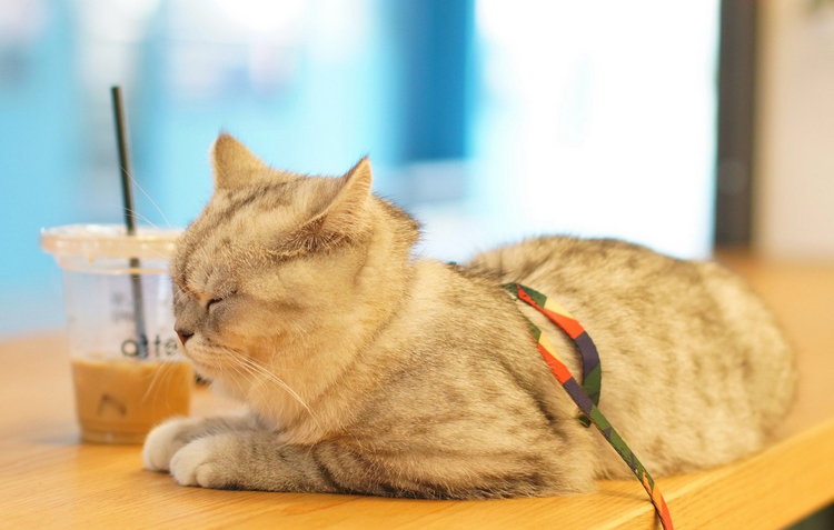 猫咪感染疱疹病毒能治好吗多少钱