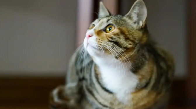 猫咪浑身瘙痒是不是感染寄生虫了 猫咪浑身瘙痒是不是感染寄生虫了
