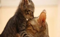 猫咪低血钙症非产后型是什么?如何预防全身性代谢异常?