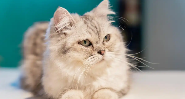 猫咪眼睑偶尔外翻该如何改善