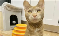 猫咪不长肉该怎么调理