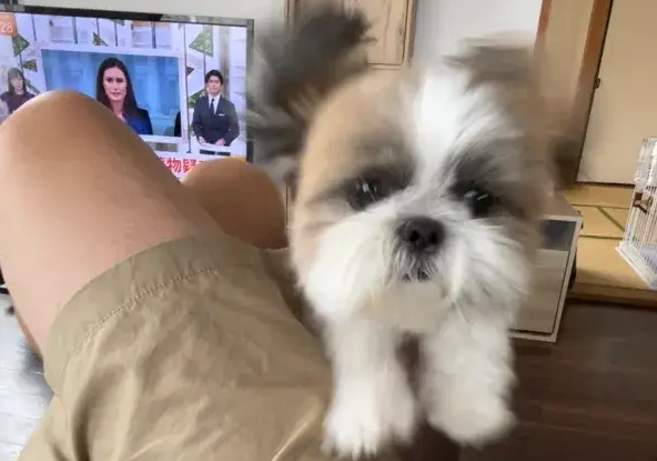 主人躺沙发玩手机，狗子一个飞扑差点直接绝育……