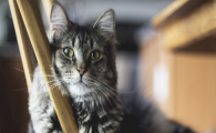 猫咪为什么容易出现牙结石?日常如何预防护理?
