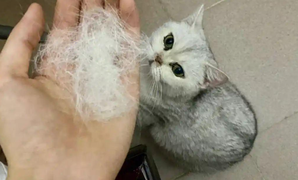 猫咪经常吐毛球属于正常现象吗