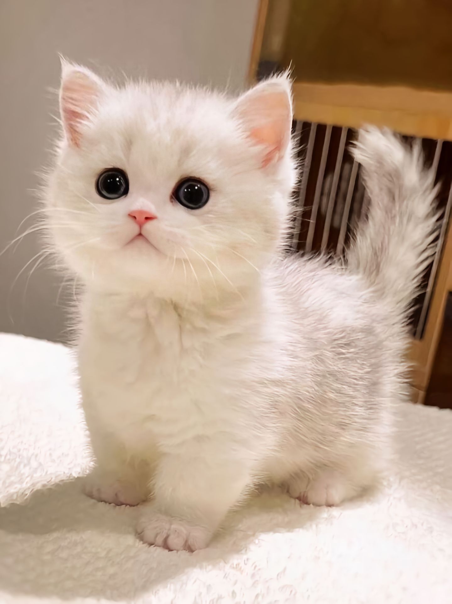 猫咪眼睛睁不开有黏糊状分泌物是为什么 猫咪眼睛睁不开有黏糊状分泌物是为什么