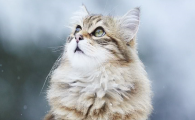 猫咪应激反应有什么危害？该怎样有效缓解？