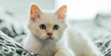 猫咪为什么容易出现牙龈泛红？日常如何护龈预防？