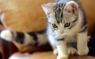 猫咪皮屑症是皮肤病吗？如何预防全身性脱屑问题？