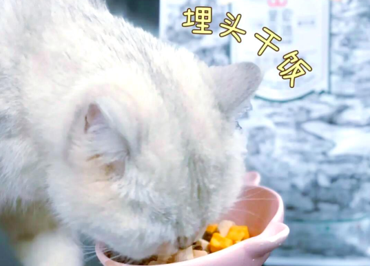 星宠至造冻干猫粮，营养与新鲜并存！