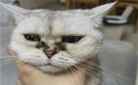 猫咪眼睛有黄色分泌物怎么办?