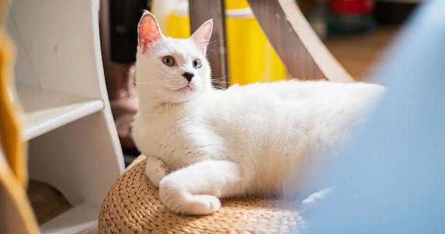 猫咪肚子胀鼓鼓的是积食还是腹水