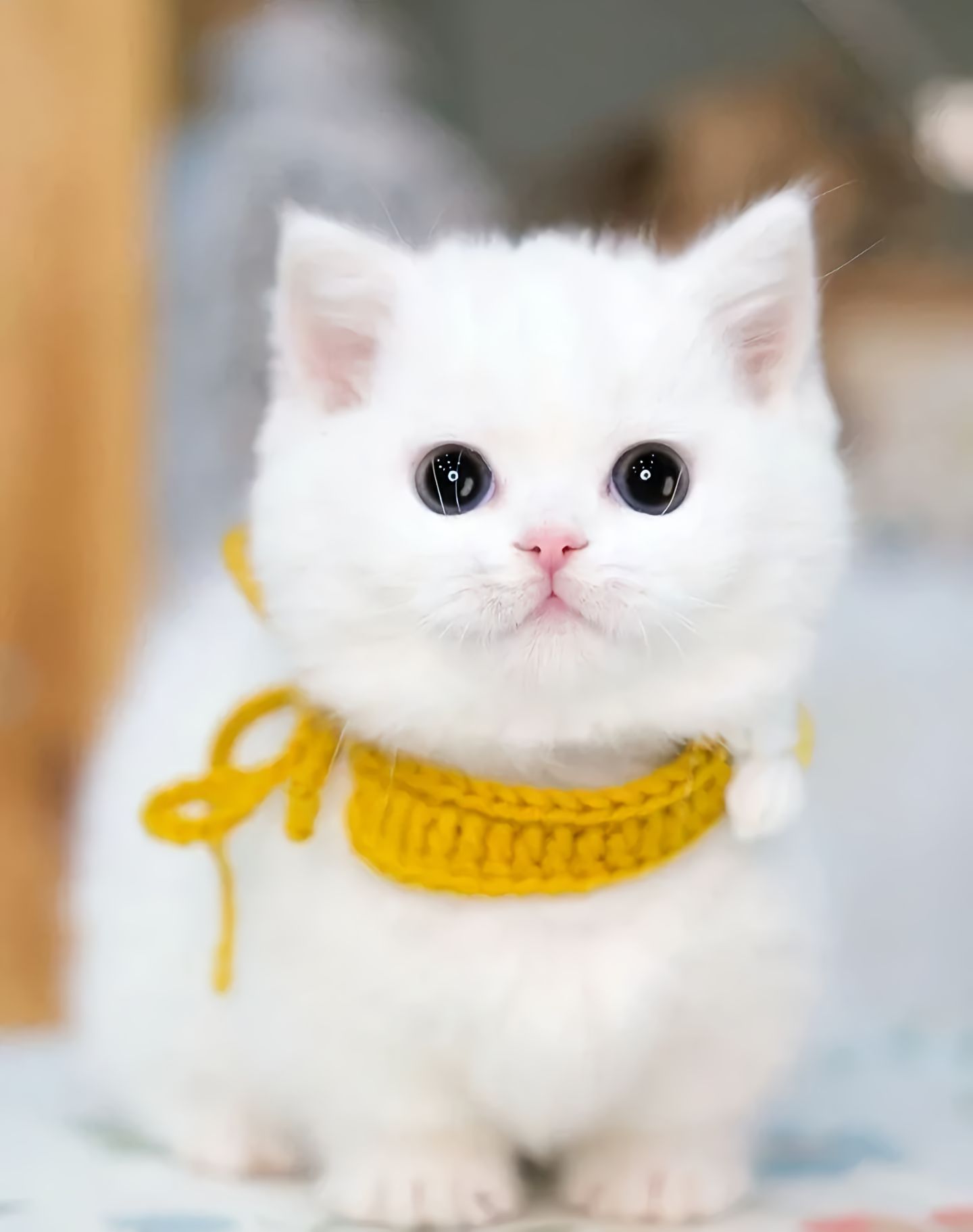 猫咪眼睛流泪还分泌黄黄的黏液怎么处理