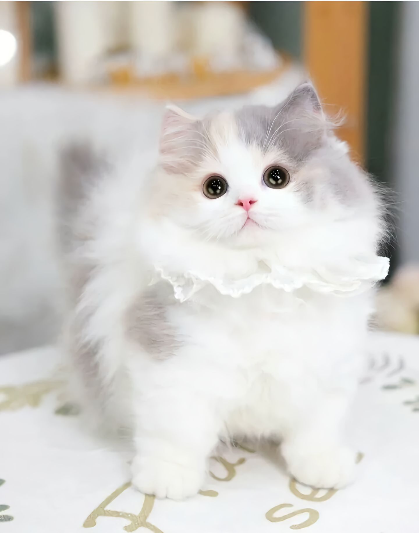 猫咪用眼药水要注意什么