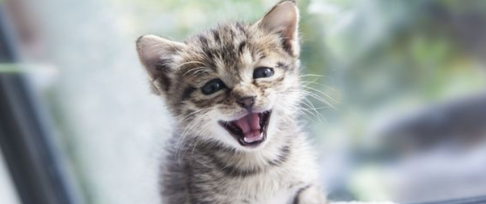 猫咪肢端皮炎为什么总复发?正确预防方式是什么? 猫咪肢端皮炎为什么总复发?正确预防方式是什么?