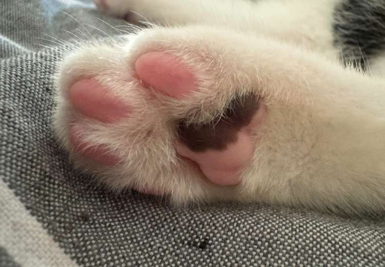 猫咪肉垫发黑发硬结痂怎么回事