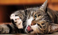 猫咪肾上腺机能异常有何表现？如何预防内分泌紊乱？
