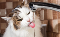 猫咪不爱喝水该怎么改善