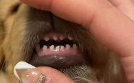 狗狗的牙齿松动怎么办