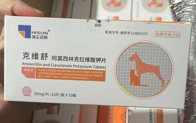 犬猫细菌性感染选什么药？克维舒打造可靠抗菌方案
