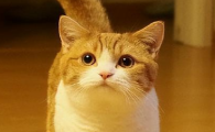 猫咪泪痕的成因与日常改善护理