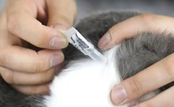 多久给猫咪做一次体内外驱虫最合适