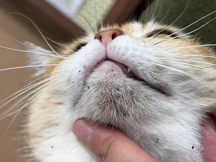 猫咪嘴巴有黑点是什么东西?