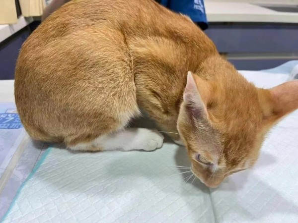 小猫不吃饭还吐白泡沫是怎么了？