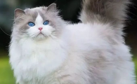 猫咪结膜炎会传染吗?正确护理治疗方式是什么?