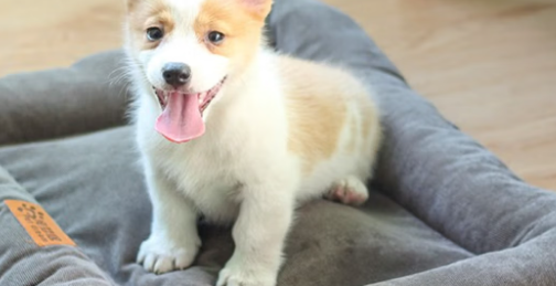 乐福loffepet宠物窝垫里面填充的什么
