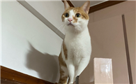 如何有效纠正猫咪半夜活动的习惯?