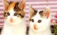 猫咪超敏综合征是什么怪病？如何预防神经应激自残？