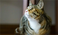 猫咪浑身瘙痒是不是感染寄生虫了