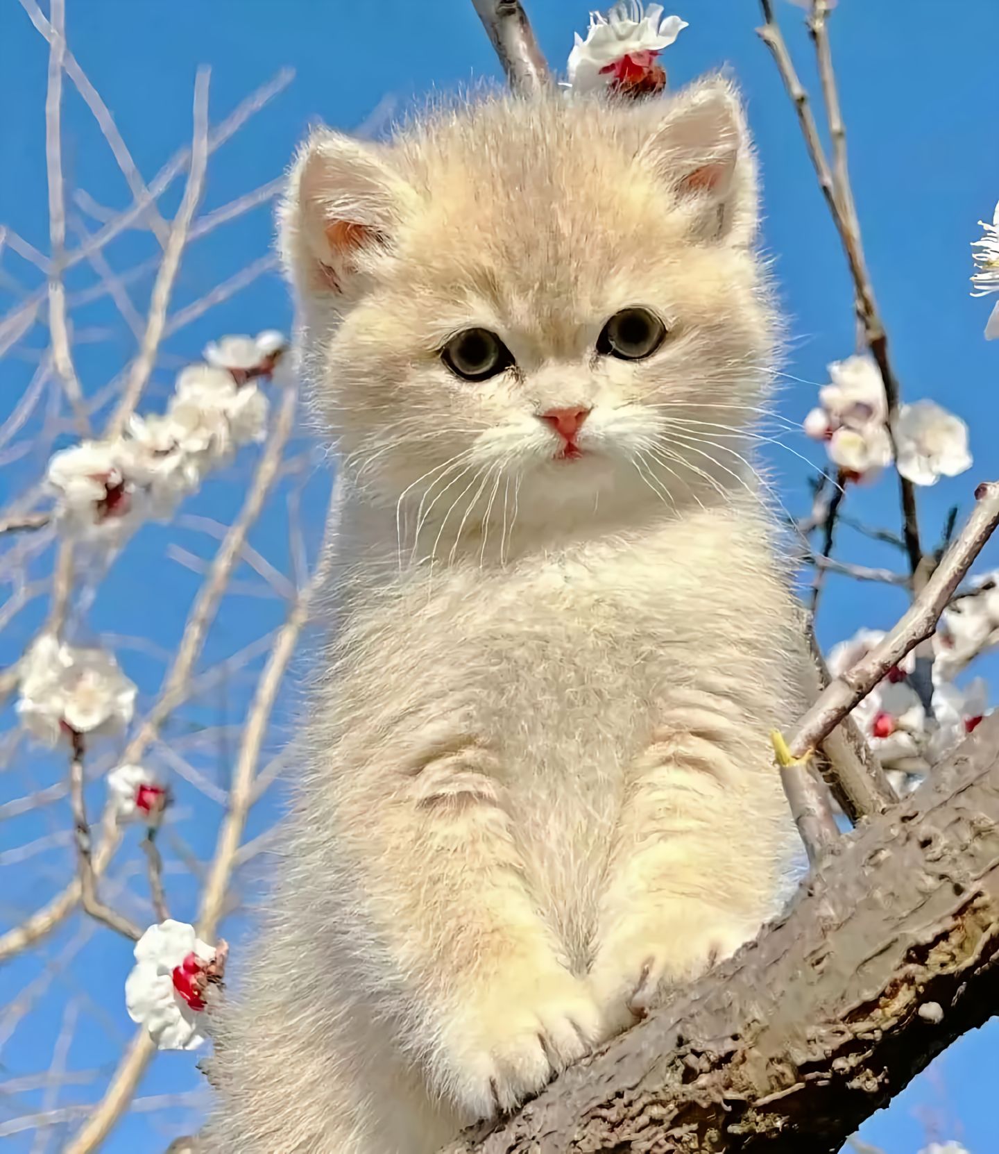 猫用人的眼药水之后怎么办? 猫用人的眼药水之后怎么办?