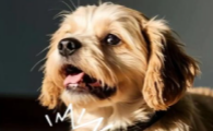 狗狗抽搐咳嗽怎么办？