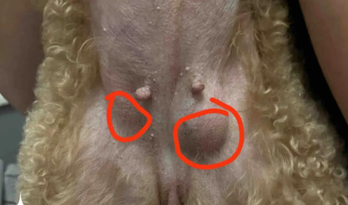 狗狗肝脏结节囊肿怎么办? 狗狗肝脏结节囊肿怎么办?