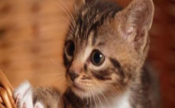 猫咪口腔滤泡性口炎有多顽固?如何预防反复口腔发炎?