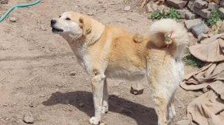 太行犬好养吗?优缺点全解析,新手养殖一看就懂 太行犬好养吗?优缺点全解析,新手养殖一看就懂