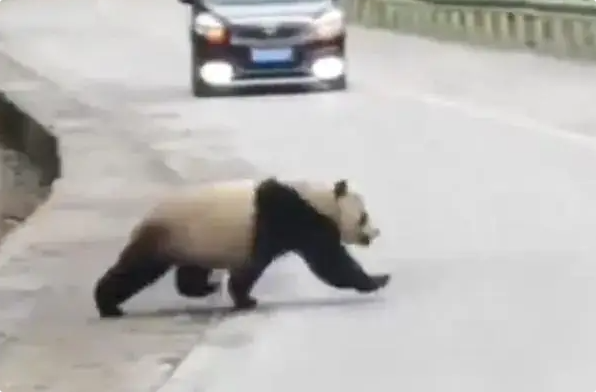 司机临时改道偶遇野生大熊猫!肥嘟嘟能有百斤,正在“劈叉”爬坡 司机临时改道偶遇野生大熊猫!肥嘟嘟能有百斤,正在“劈叉”爬坡